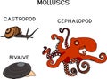 Three types of molluscs: cephalopod, gastropod, bivalve.